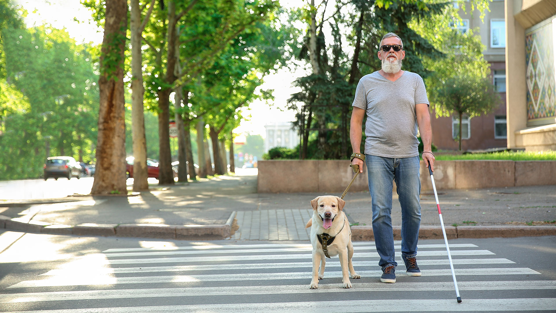 Blind man with guide dog crossing road